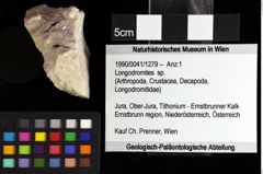 Foto (Objket + Etiketten) von Longodromites sp. 